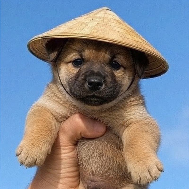 狗