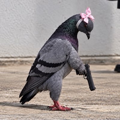 pigeon