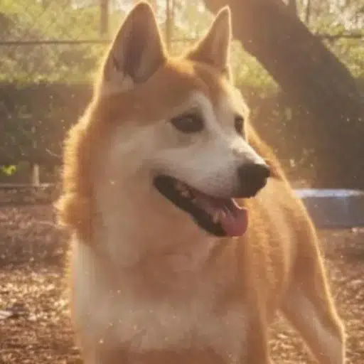 Bitcoin The Dog logo