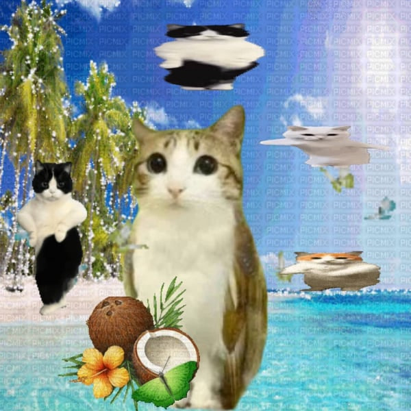sillycat