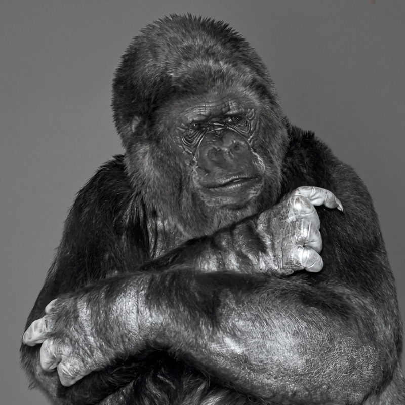 KOKO
