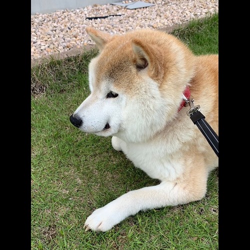 The Short Snouted Shiba logo