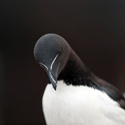 RazorBill logo