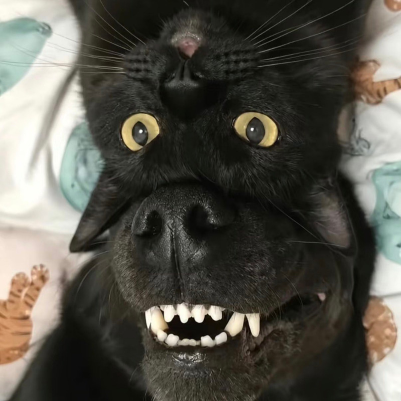 dogcat