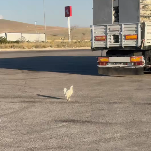 CHICKEN
