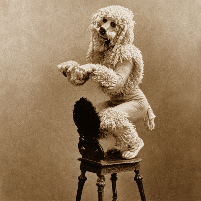 The French Poodle Man logo