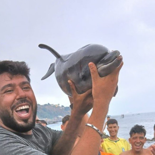 DOLPHIN