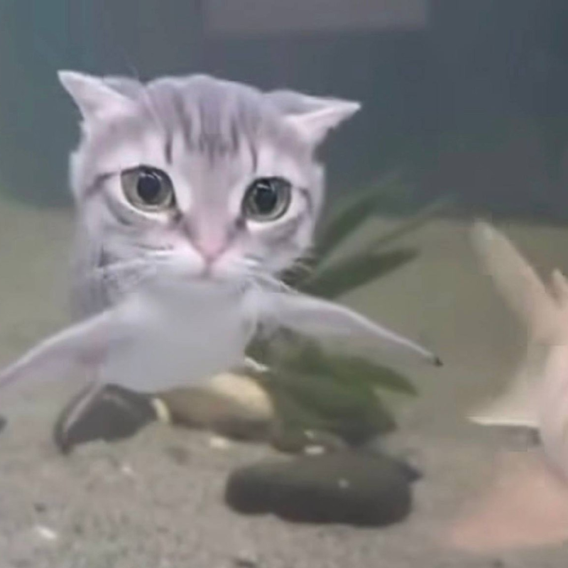 Catshark
