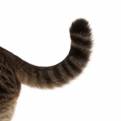 Just Tail logo