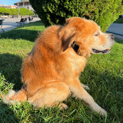 Danko