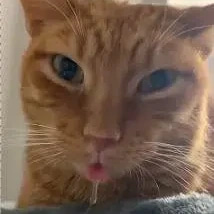 Cheddar