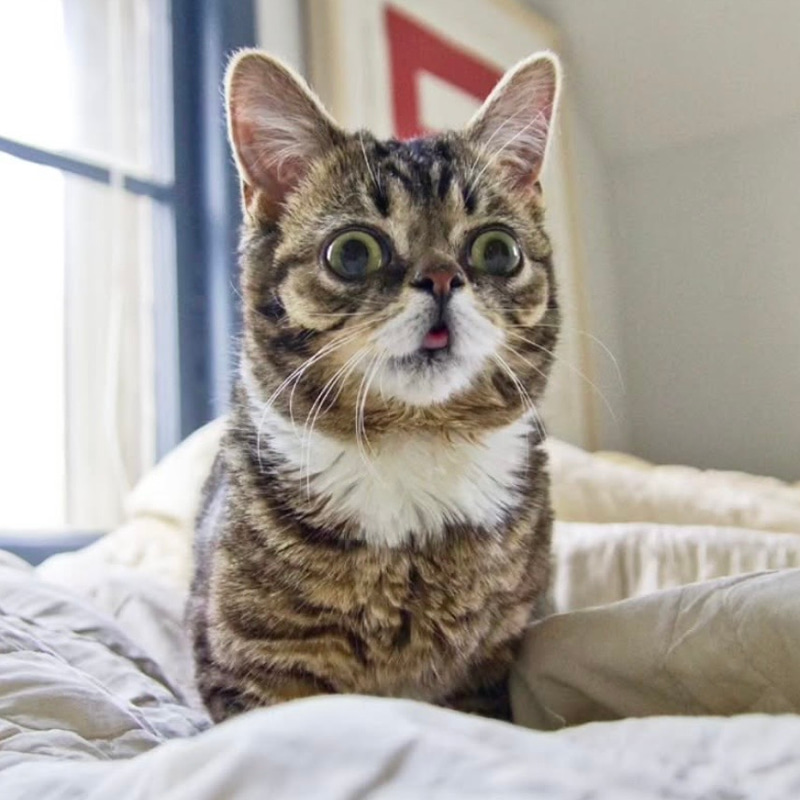 LILBUB