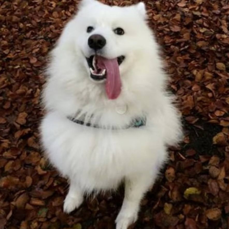 Shoob