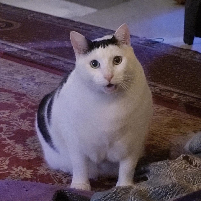 Huh Cat logo