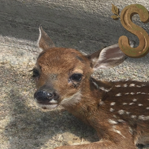 Squeaky