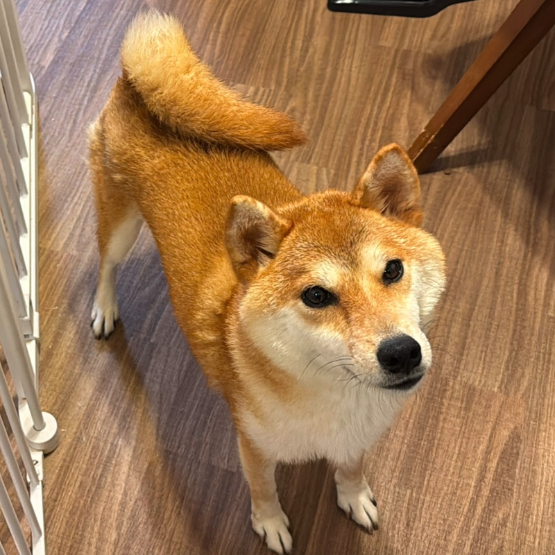 Botan The Mother Shiba logo