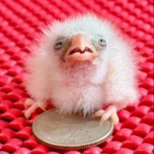 FALCON