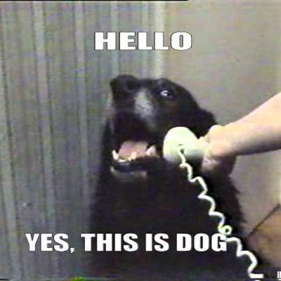 ThisIsDog