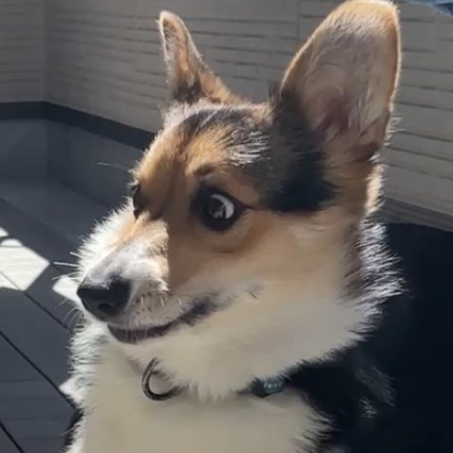 WTH Dog logo