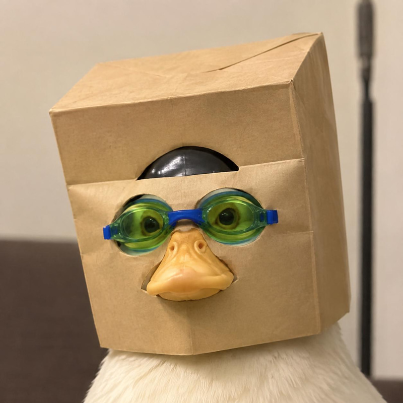 ANONDUCK
