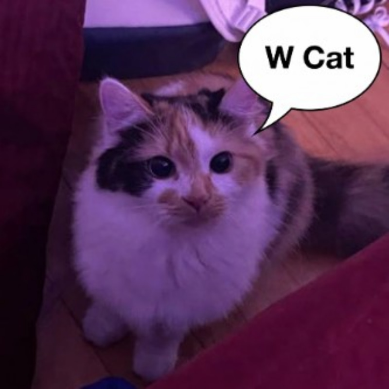 W Cat logo