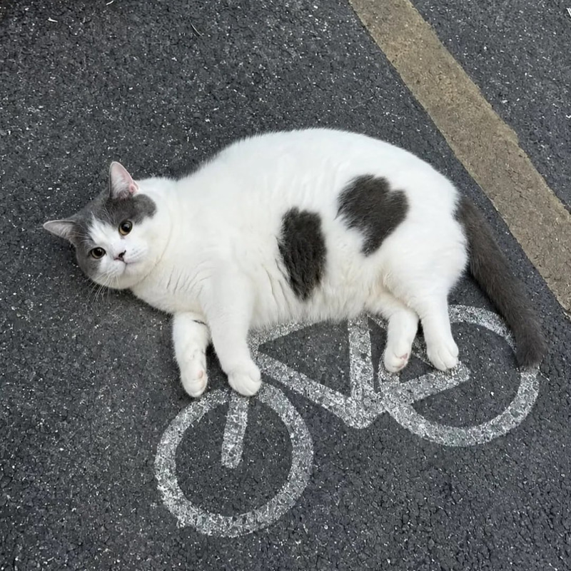 CATC