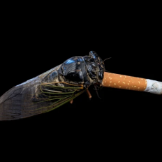 Cigada