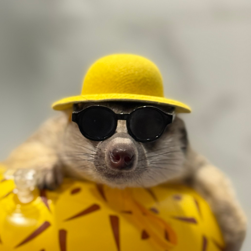 TIMON