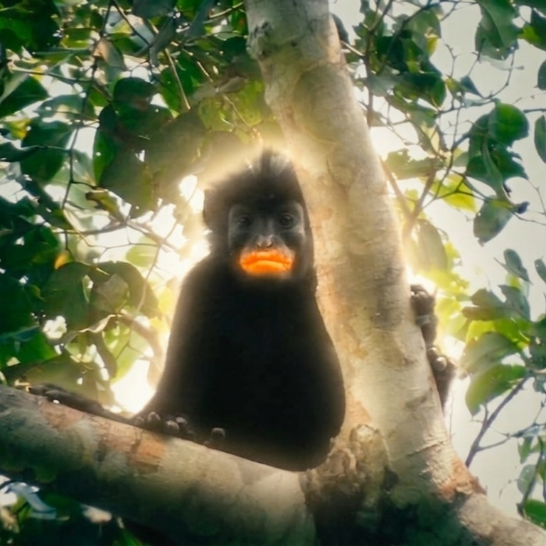 LIKWELI