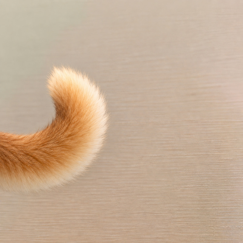 TAILED