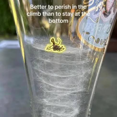 SPIDER