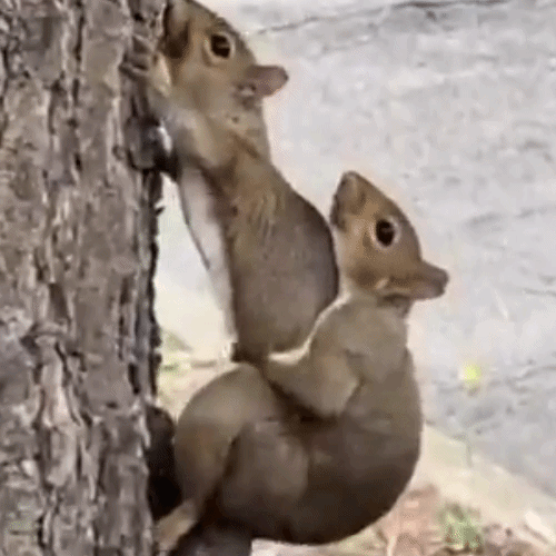 GNUT