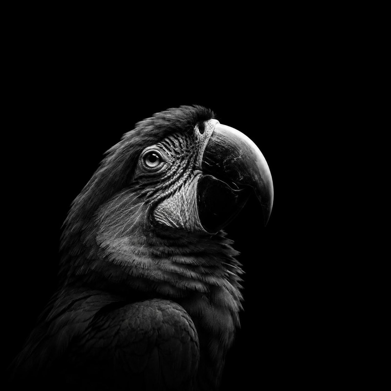 Project Parrot logo