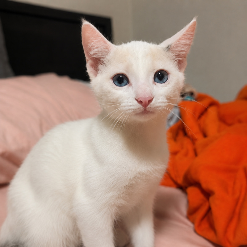 cat