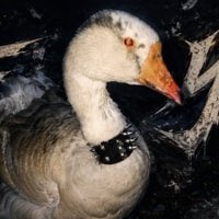 The Crazy Goose logo
