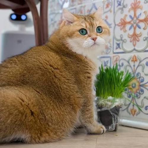 Hosico