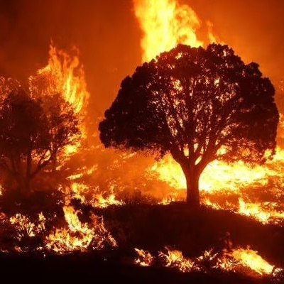 Wildfire