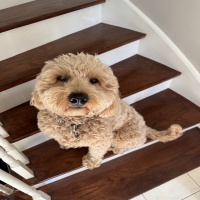Happy International Dog Day! logo