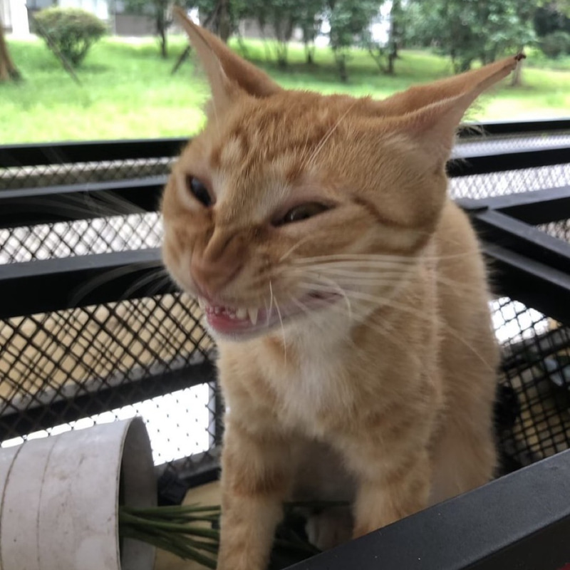 LOLCAT