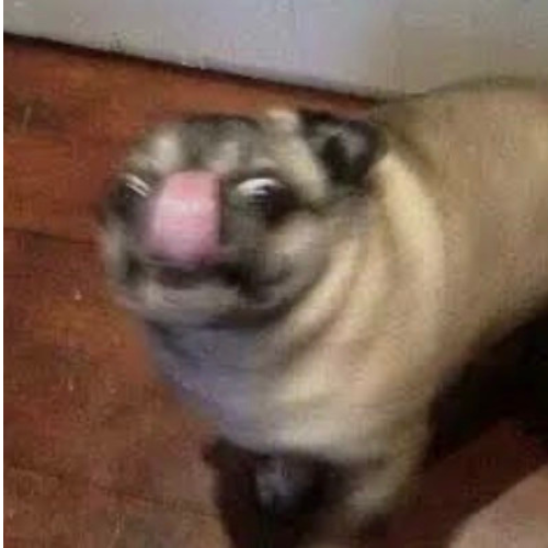 dog