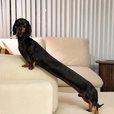 OSCAR