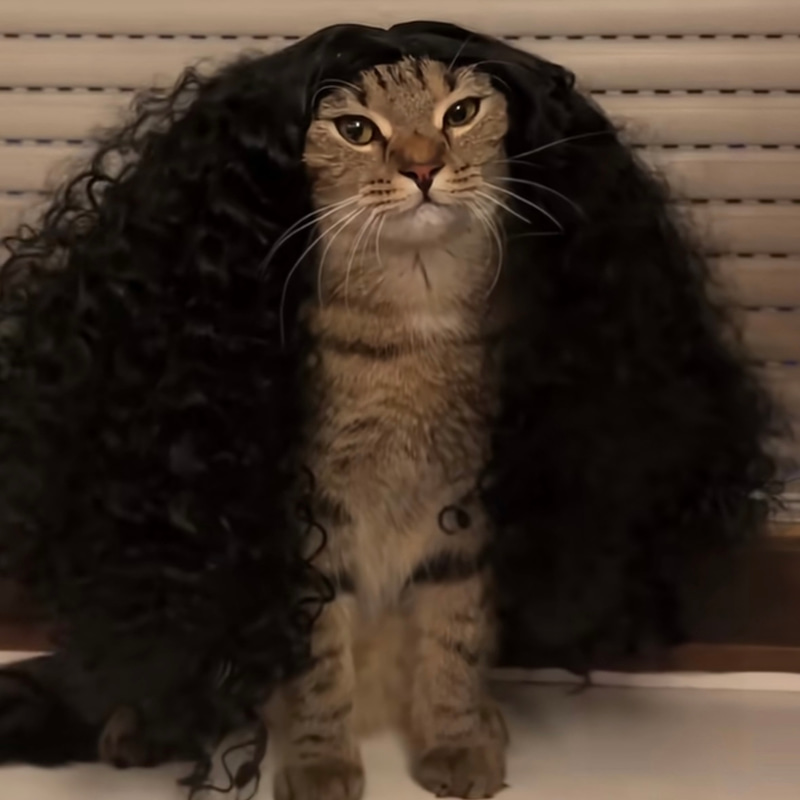 Cucurella Cat logo