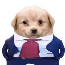 ceo