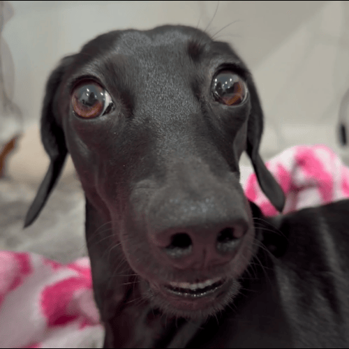 Gia