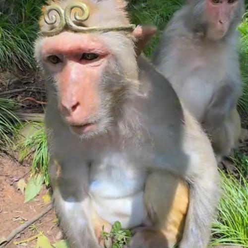 Wukong