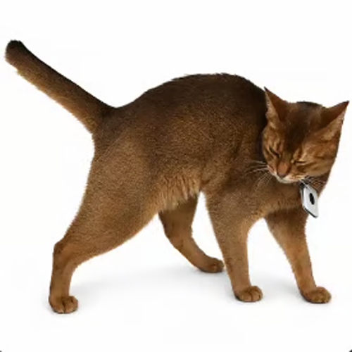 Elon Cat logo
