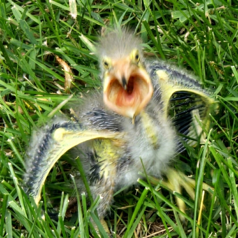 SCREAM