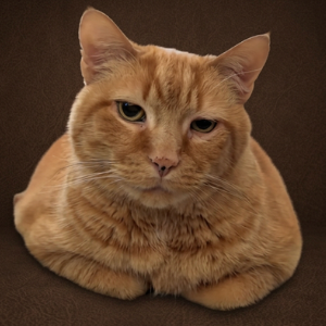 GUS