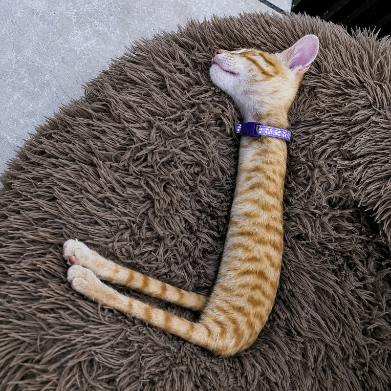 StickCat