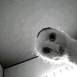 Cursed